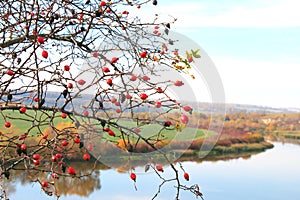 Branch of a red rose. Autumn Landscape. Red trees on the river bank. Green field on the shore