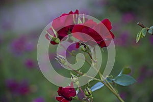 Branch of Red Roses in the Garden