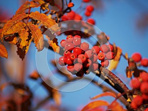 Branch with red rowan berries