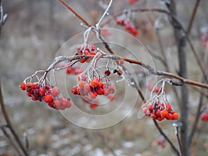 Branch of red Rowan berries covered with frost close-up on a frosty day, bird food in winter