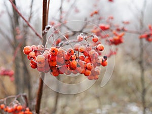 Branch of red Rowan berries covered with frost close-up on a frosty day, bird food in winter