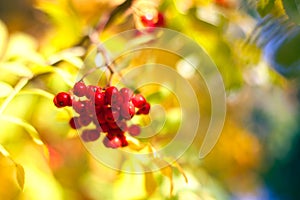 Branch of red rowan berries on yellow, blue and green autumn leaves bokeh background close up