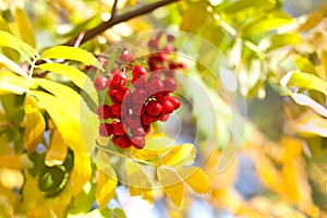 Branch of red rowan berries on yellow and green autumn leaves bokeh background close up