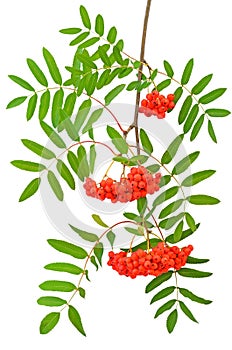 Branch of red rowanberries