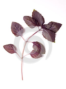 Branch of red rubin basil, stem with fresh leaves, from above