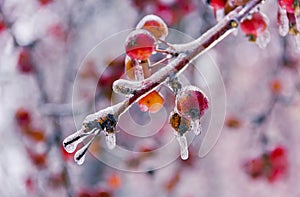 Branch with red small apples, ice-covered