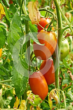 Branch of red tomato on vegetable garden