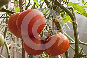 Branch with red tomatoes in the greenhouse