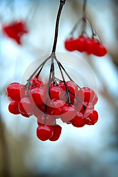 A branch of red viburnum berries in wintertime.