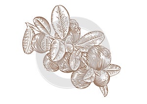 Branch of the red whortleberry