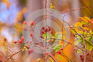 A branch of red wild rose hips blurred background