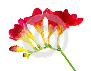 Branch of red and yellow freesia