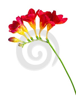 Branch of red and yellow freesia