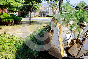 Branch removal in tractor bucket workers in the municipal tree branches