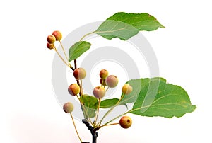 Branch with rennets