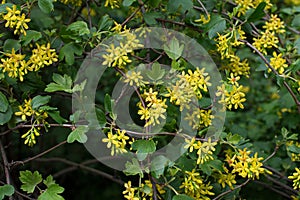 Branch Ribes aureum Pursh