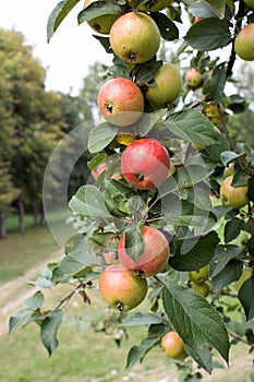 Branch with ripe apples