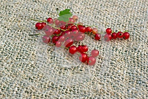 Branch of ripe berries