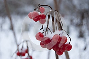 A branch of ripe berries of the Kalina