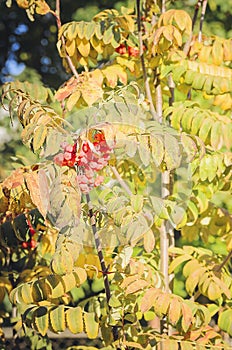 Branch of ripe berries mountain ash grows on a tree. Beautiful autumn background