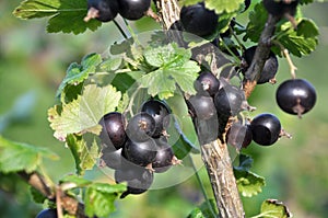 On the branch are ripe berries of Yoshta