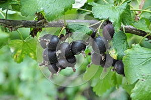 On the branch are ripe berries of Yoshta photo