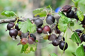 On the branch are ripe berries of Yoshta photo