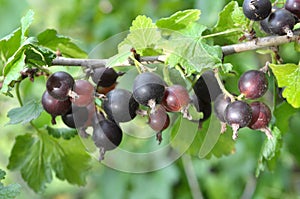 On the branch are ripe berries of Yoshta photo