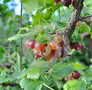 On the branch are ripe berries of yoshty photo