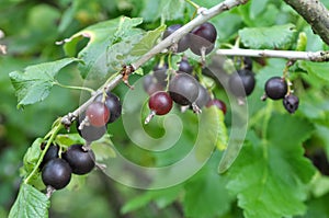 On the branch are ripe berries of Yoshta photo