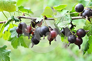 On the branch are ripe berries of Yoshta photo