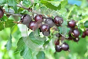 On the branch are ripe berries of Yoshta photo