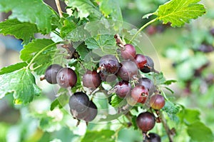 On the branch are ripe berries of Yoshta photo
