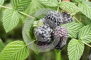 Branch Of Ripe Black Raspberry