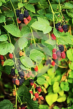 Branch with ripe blackberry.