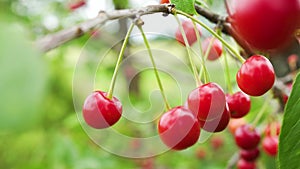 Branch of Ripe Cherries on a Tree in the Garden. Organic Agricultural Industry.