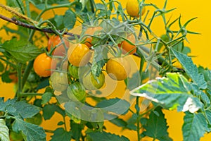 branch of ripe cherry tomato growing on a bush isolated on a color backgrounds