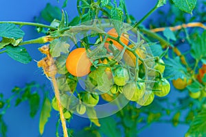 branch of ripe cherry tomato growing on a bush isolated on a color backgrounds