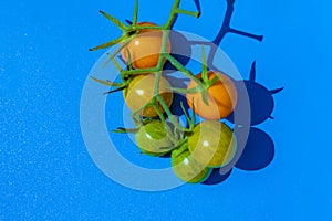 branch of ripe cherry tomato growing on a bush isolated on a color backgrounds