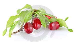 Branch of ripe cornelian cherry with leaves photo