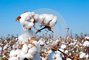 Branch of ripe cotton