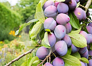 Branch of ripe Damson plums in a German garden