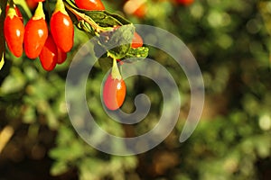 Branch with ripe fresh goji berries