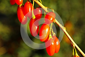 Branch with ripe fresh goji berries