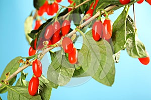 Branch with ripe fresh goji berries