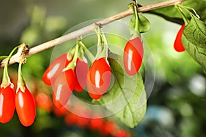 Branch with ripe fresh goji berries