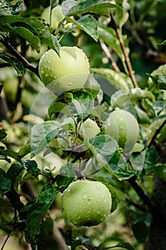 Branch with ripe juicy green apples after the rain close-up