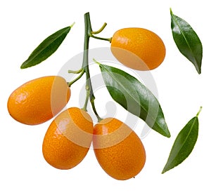 Branch with ripe juicy kumquat citrus fruit and green leaves isolated on white background