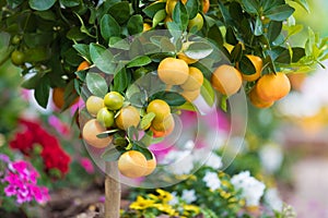 Branch with ripe mandarins and green leaves on growing evergreen citrus tree on street of Capri, Italy