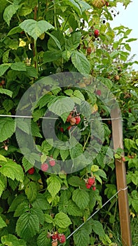 branch of ripe and maturing raspberries in the garden on a green background